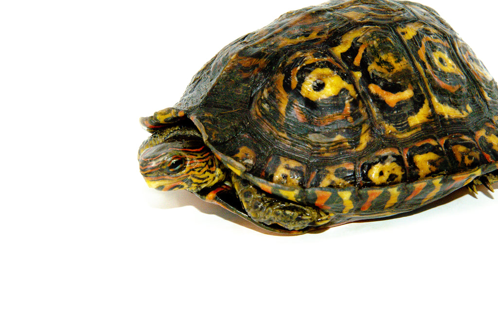 Central American Wood Turtle Adult